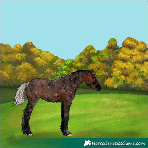 Horse Color:Void White Spotted Silver Brown Rabicano 