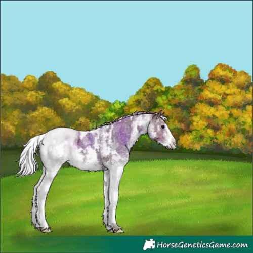 Horse Color:White Spotted Silver Black 