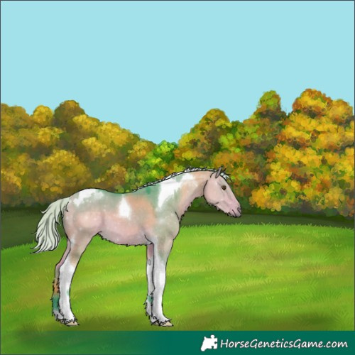 Horse Color:Watercolor Silver Buckskin Dun Tobiano 
