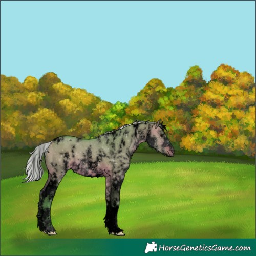 Horse Color:Void Watercolor White Spotted Silver Brown Dun 