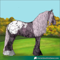 Horse Color:Watercolor Chestnut Ice Appaloosa 