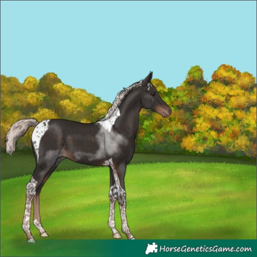 Horse Color:Liver Chestnut Mushroom Tobiano 