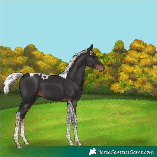 Horse Color:Liver Chestnut Mushroom Tobiano 