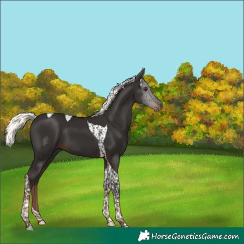 Horse Color:Liver Chestnut Mushroom Tobiano 