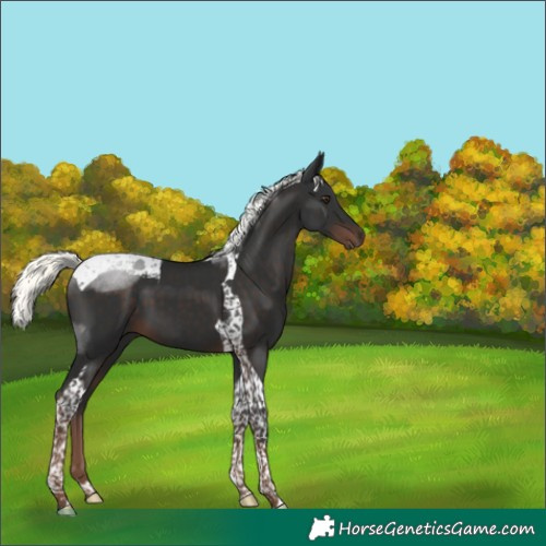 Horse Color:Liver Chestnut Mushroom Tobiano 