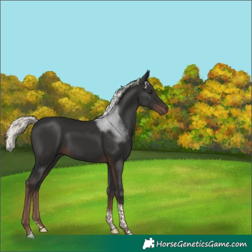 Horse Color:Liver Chestnut Mushroom Tobiano 