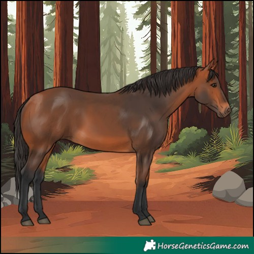 Horse Color:Bay Rabicano 