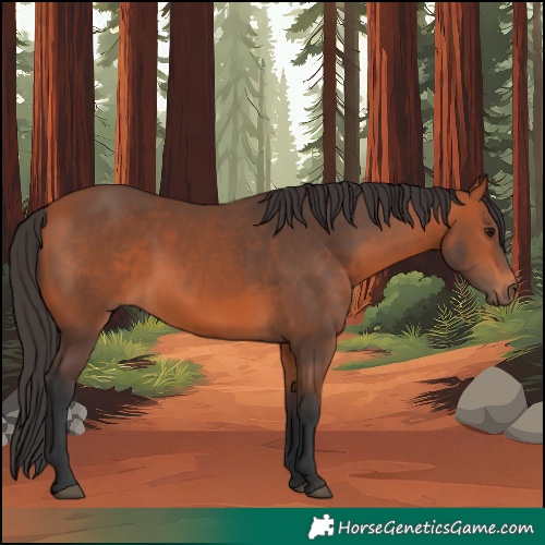Horse Color:Bay Rabicano