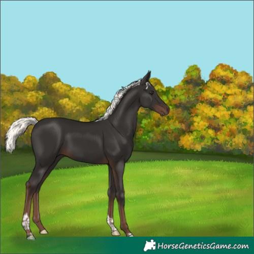 Horse Color:Liver Chestnut Mushroom Tobiano 