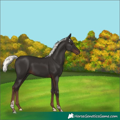 Horse Color:Liver Chestnut Mushroom Tobiano 