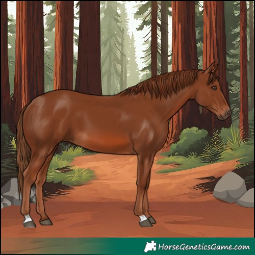 Horse Color:Chestnut 