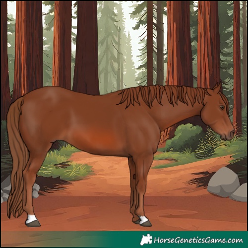 Horse Color:Chestnut 