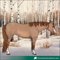 Horse Color:Red Dun 
