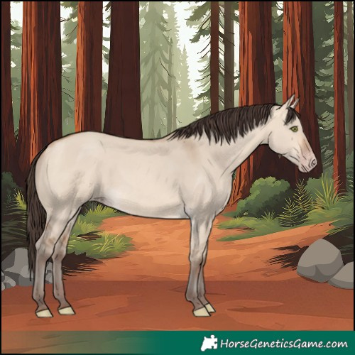 Horse Color:Amber Champagne Dun 