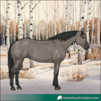 Horse Color:Grullo Rabicano 