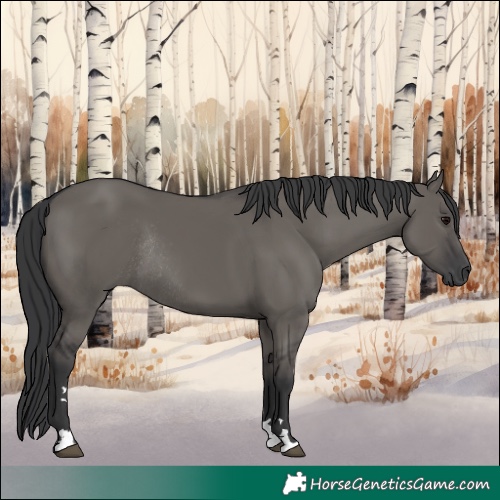 Horse Color:Grullo Rabicano 