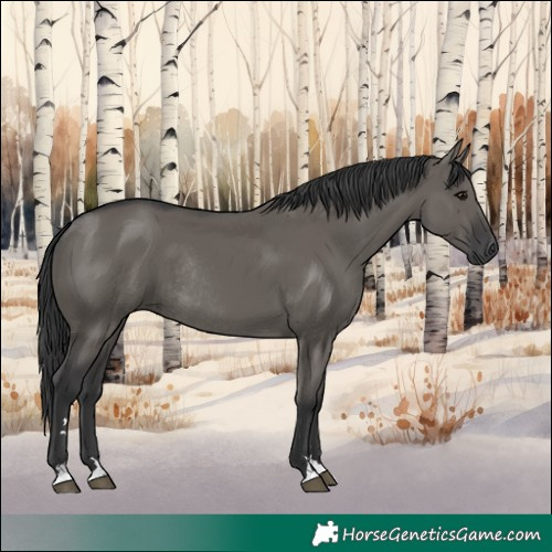 Horse Color:Grullo Rabicano