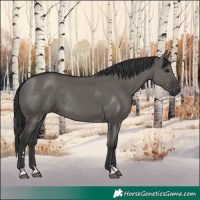 Horse Color:Grullo Rabicano 