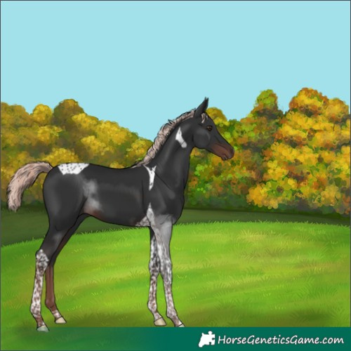 Horse Color:Liver Chestnut Mushroom Tobiano 