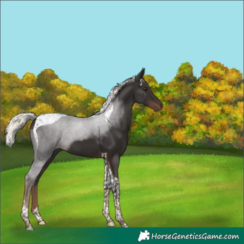 Horse Color:Liver Chestnut Mushroom Tobiano 