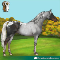Horse Color:Liver Chestnut Mushroom Tobiano 