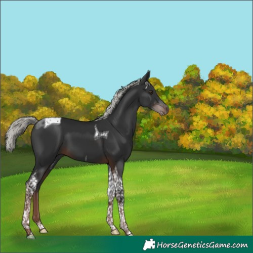 Horse Color:Liver Chestnut Mushroom Tobiano 