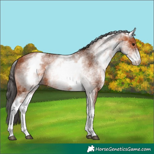 Horse Color:White Spotted Bay 