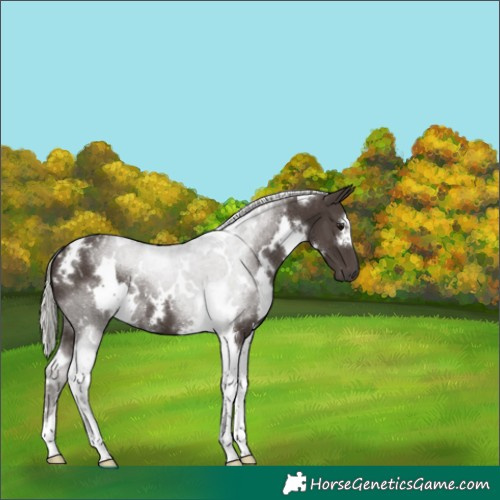 Horse Color:White Spotted Silver Black Tobiano 