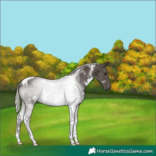 Horse Color:White Spotted Silver Black Tobiano 