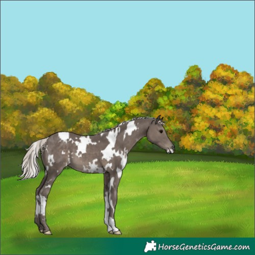 Horse Color:White Spotted Silver Black 