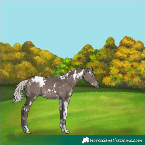 Horse Color:White Spotted Silver Black 