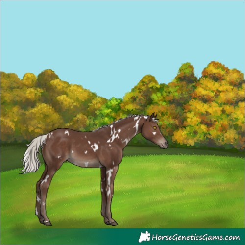 Horse Color:White Spotted Silver Black 