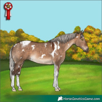 Horse Color:White Spotted Silver Brown Dun Tobiano