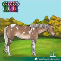 Horse Color:White Spotted Silver Brown Dun Tobiano 