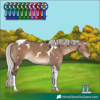 Horse Color:White Spotted Silver Brown Dun Tobiano 