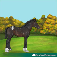 Horse Color:Brown Appaloosa