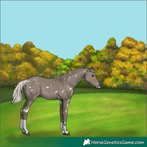 Horse Color:White Spotted Silver Grullo Tobiano 
