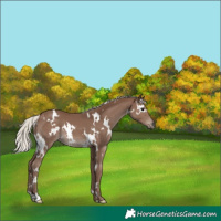 Horse Color:White Spotted Silver Black 