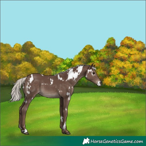 Horse Color:White Spotted Silver Black 