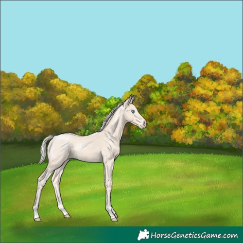 Horse Color:Cremello 