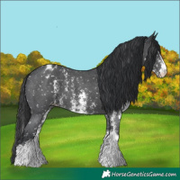 Horse Color:Black Sabino Appaloosa