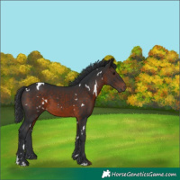Horse Color:White Spotted Brown