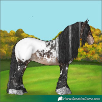 Horse Color:White Spotted Brown Appaloosa 