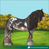 Horse Color:White Spotted Liver Chestnut Appaloosa