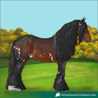 Horse Color:White Spotted Brown