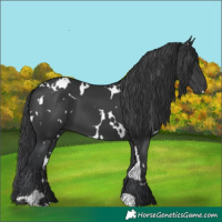 Horse Color:White Spotted Black 