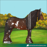 Horse Color:White Spotted Liver Chestnut 