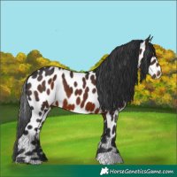 Horse Color:Brown Appaloosa