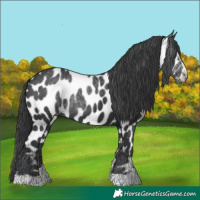 Horse Color:Black Near Leopard 