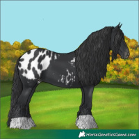 Horse Color:Black Appaloosa 